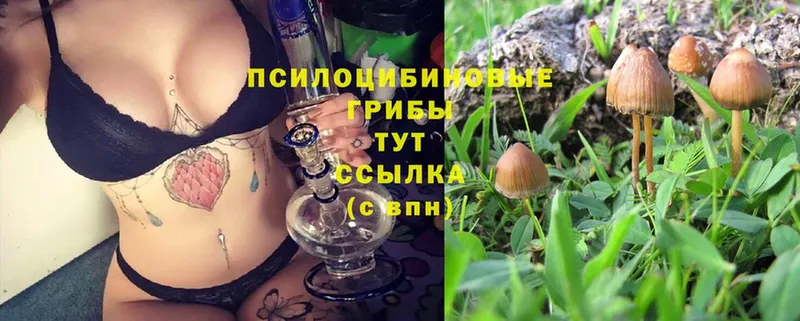 Галлюциногенные грибы Psilocybine cubensis  ОМГ ОМГ как войти  Тавда 